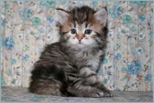 Female Siberian Kitten from Deedlebug Siberians